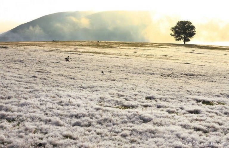 Vẻ đẹp của đồi cỏ tuyết Đà Lạt