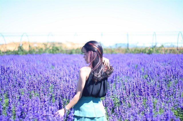Check-in Cánh đồng hoa lavender đà lạt