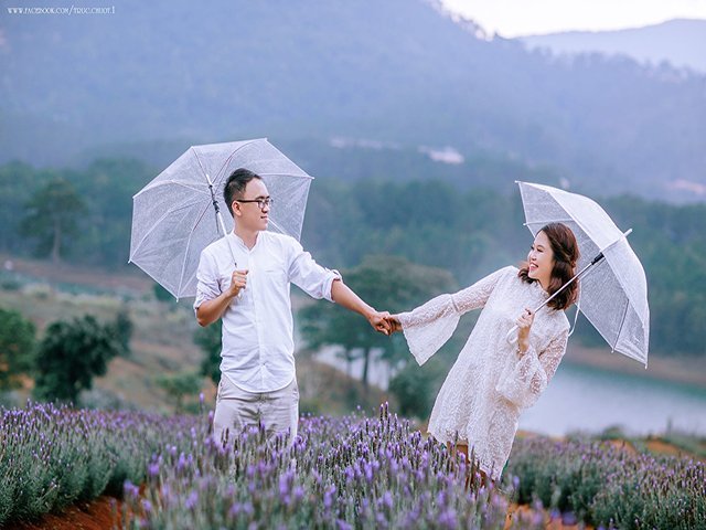 Chụp ảnh cưới tại cánh đồng hoa lavender đà lạt