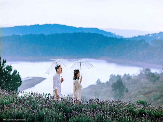 Chụp ảnh cưới tại cánh đồng hoa lavender đà lạt