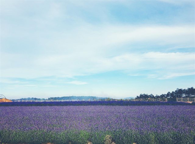 Hoa lavender cầu đất