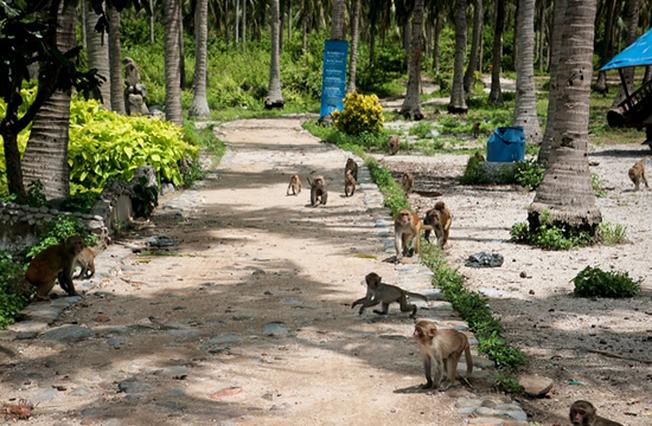 Đàn khỉ trên đảo tự do chơi đùa cùng du khách