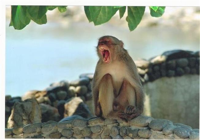 Những chú khỉ đáng yêu hết sức tự nhiên
